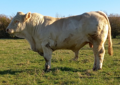 reproducteur charolais inscrit
