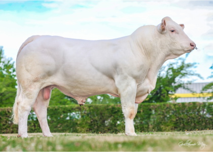 reproducteur charolais inscrit