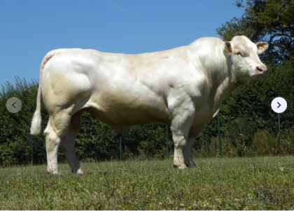 reproducteur charolais inscrit