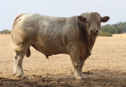 reproducteur charolais inscrit