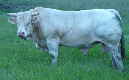 reproducteur charolais inscrit
