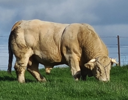 reproducteur charolais inscrit