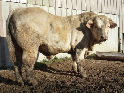 reproducteur charolais inscrit