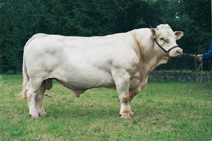 reproducteur charolais inscrit