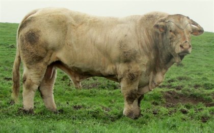 reproducteur charolais inscrit