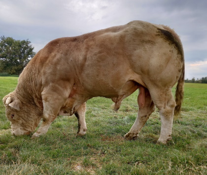 reproducteur charolais inscrit