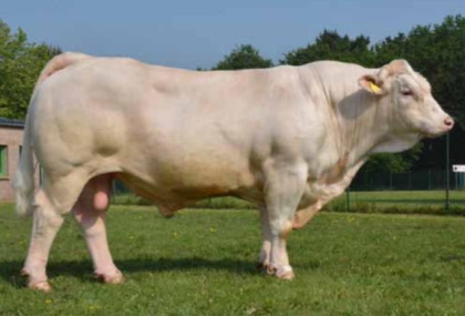 reproducteur charolais inscrit
