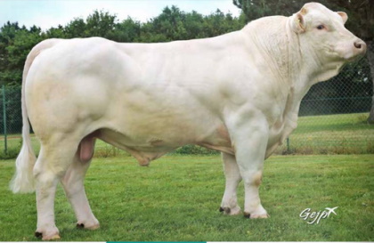 reproducteur charolais inscrit