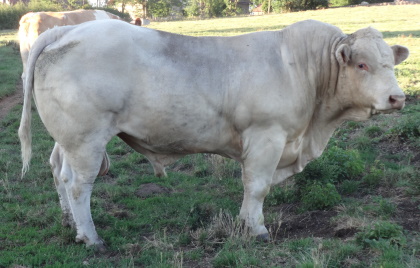 reproducteur charolais inscrit