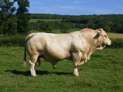 reproducteur charolais inscrit