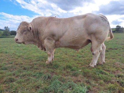 reproducteur charolais inscrit