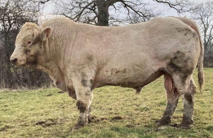 reproducteur charolais inscrit