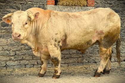 reproducteur charolais inscrit