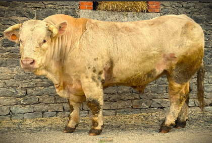 reproducteur charolais inscrit