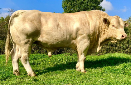 reproducteur charolais inscrit