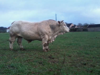 reproducteur charolais inscrit