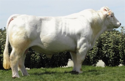 reproducteur charolais inscrit