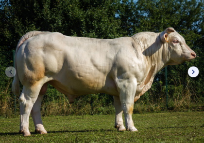 reproducteur charolais inscrit