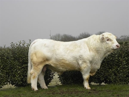 reproducteur charolais inscrit