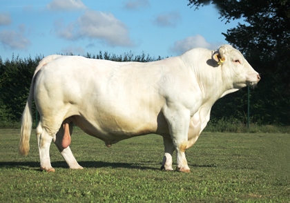 reproducteur charolais inscrit