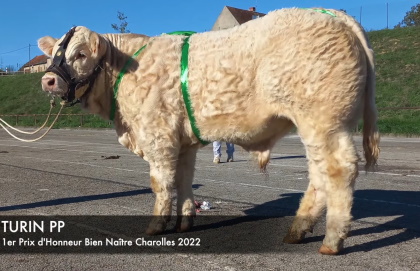 reproducteur charolais inscrit