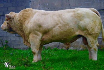 reproducteur charolais inscrit
