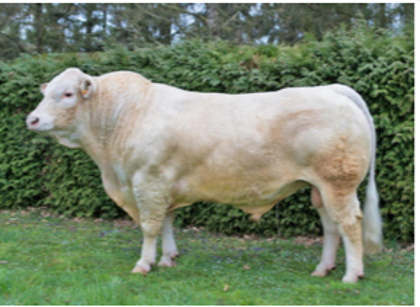 reproducteur charolais inscrit
