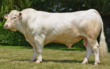 reproducteur charolais inscrit
