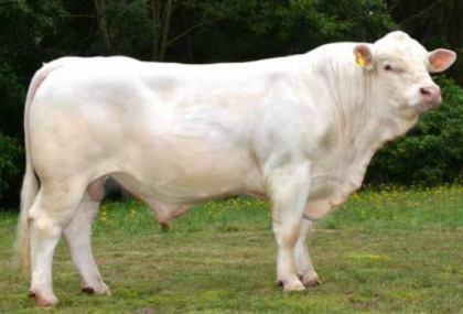 reproducteur charolais inscrit