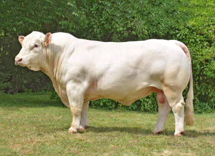 reproducteur charolais inscrit