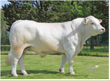 reproducteur charolais inscrit