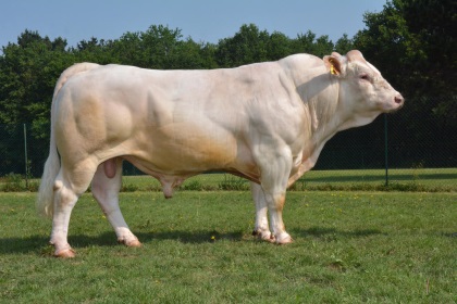 reproducteur charolais inscrit