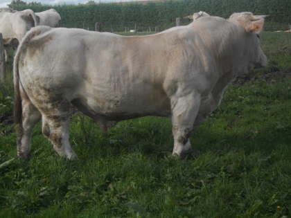 reproducteur charolais inscrit