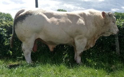 reproducteur charolais inscrit