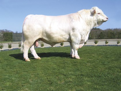 reproducteur charolais inscrit