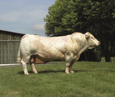 reproducteur charolais inscrit