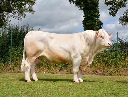 reproducteur charolais inscrit