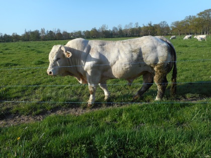 reproducteur charolais inscrit