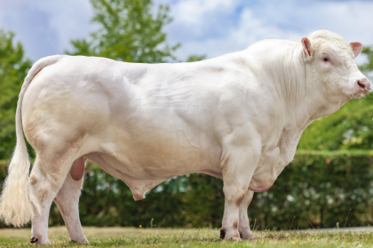 reproducteur charolais inscrit