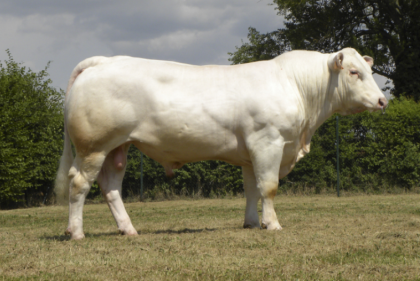 reproducteur charolais inscrit