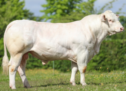 reproducteur charolais inscrit