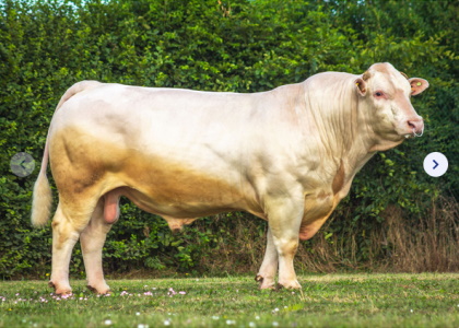 reproducteur charolais inscrit