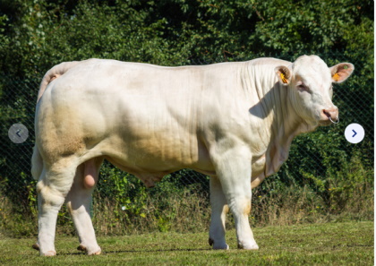 reproducteur charolais inscrit
