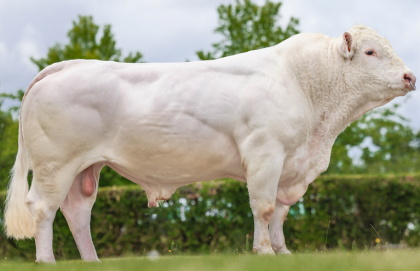 reproducteur charolais inscrit