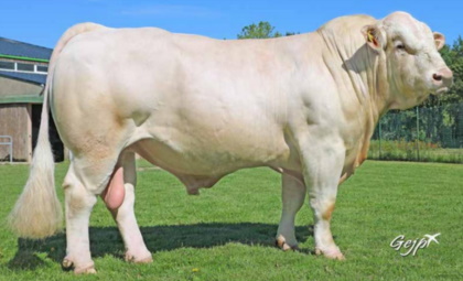 reproducteur charolais inscrit