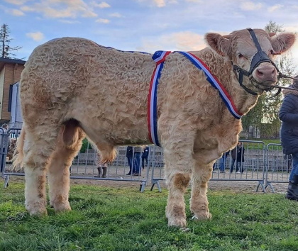 reproducteur charolais inscrit