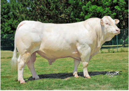 reproducteur charolais inscrit