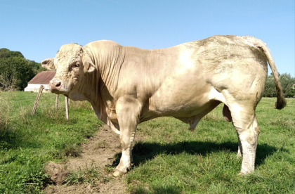 reproducteur charolais inscrit