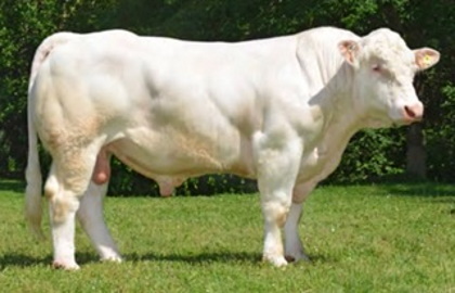 reproducteur charolais inscrit