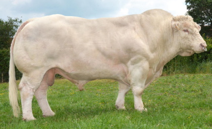 reproducteur charolais inscrit